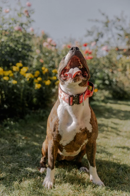 dog with a leash, looking up, sitting on grass with flowers