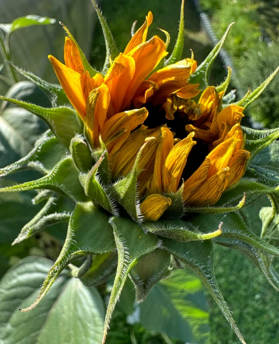 closeup of the yellow flowers with the green leaves around