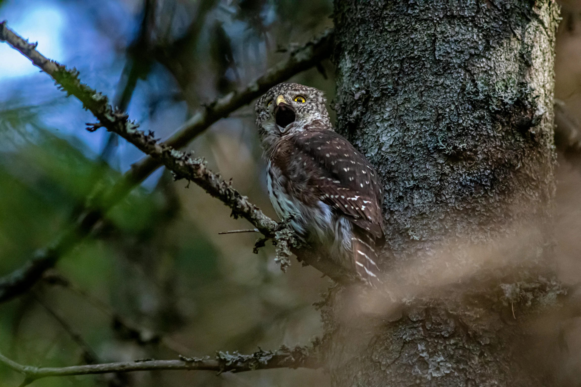 an owl is perched on the nch of a tree