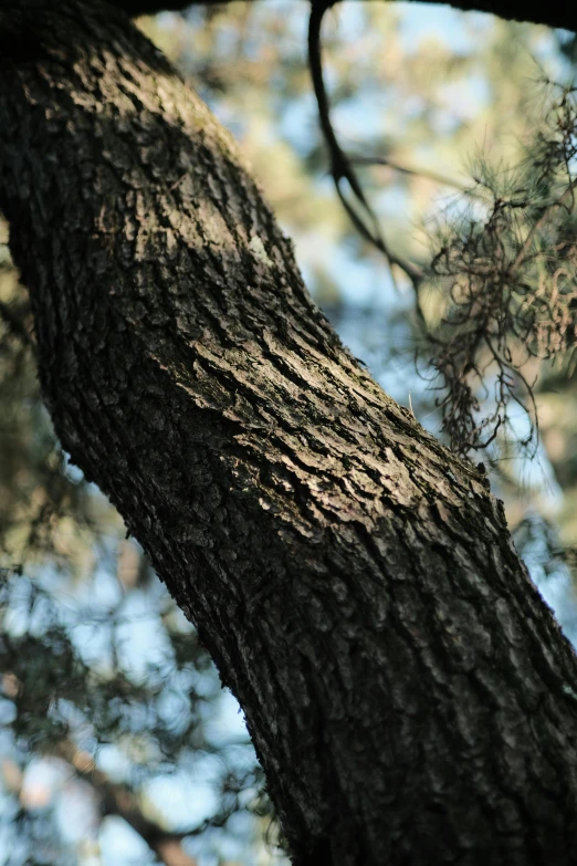 this is an image of a bird on the top of a tree