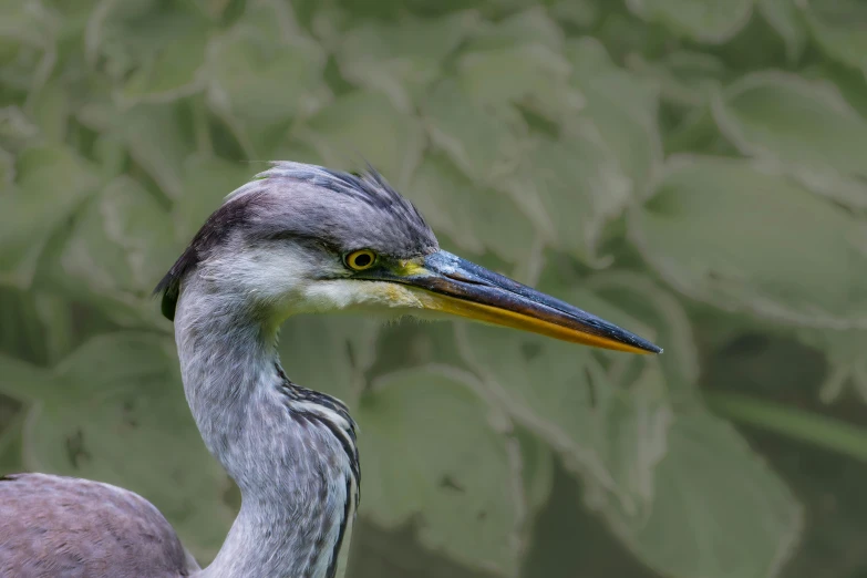 a bird with a long neck and orange head and body