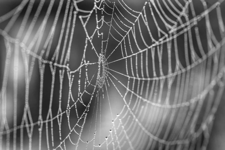 spider web with dew drops of dew