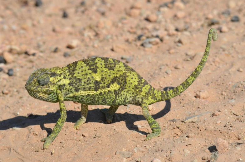 a close up of a small lizard on some dirt