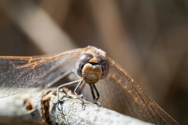 this is a picture of a dragon fly