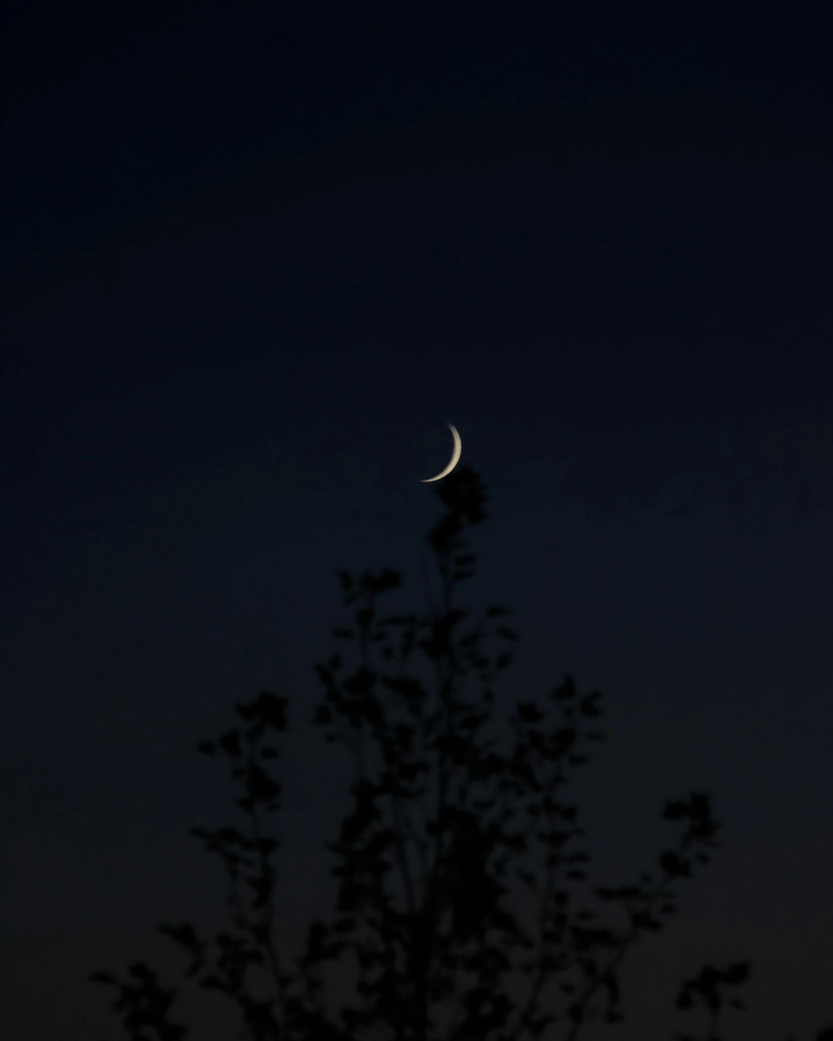 the moon is shining over a tree as it sits in the distance