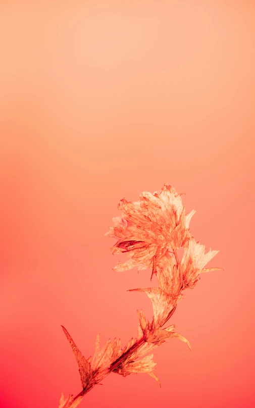 a dried flower is in front of a pink background