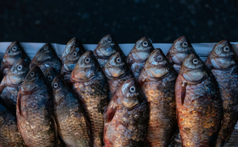 large fish sit side by side on a table