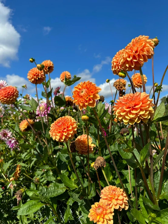 a flower garden with orange flowers and green leaves