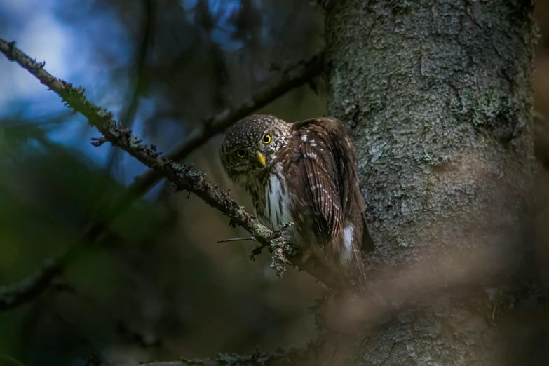 a brown owl is looking at the camera