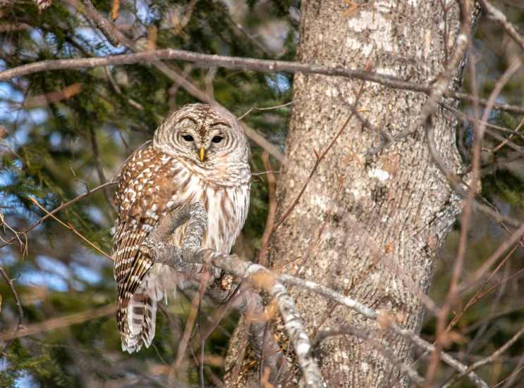 a owl is perched on a tree nch