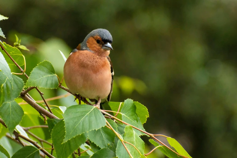 a little blue bird sits on top of a leafy nch