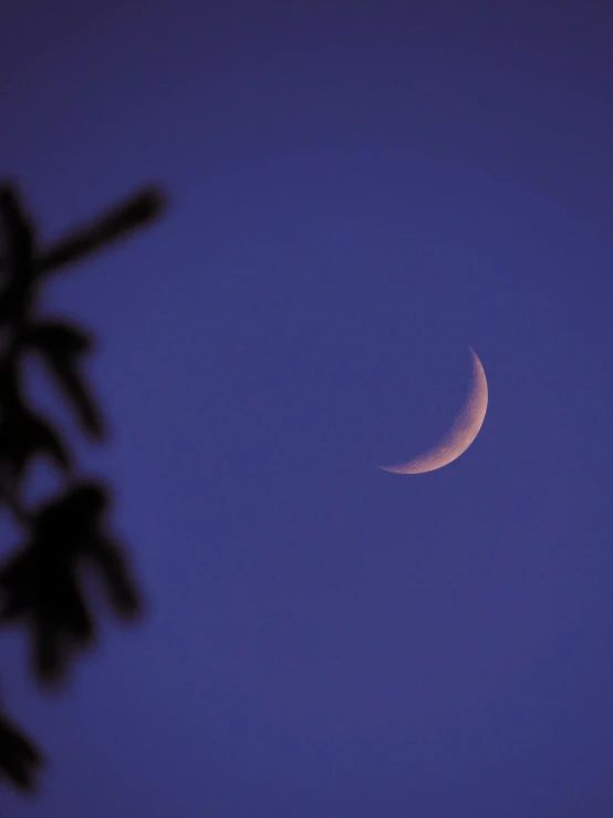 a crescent moon rises above trees to the blue sky