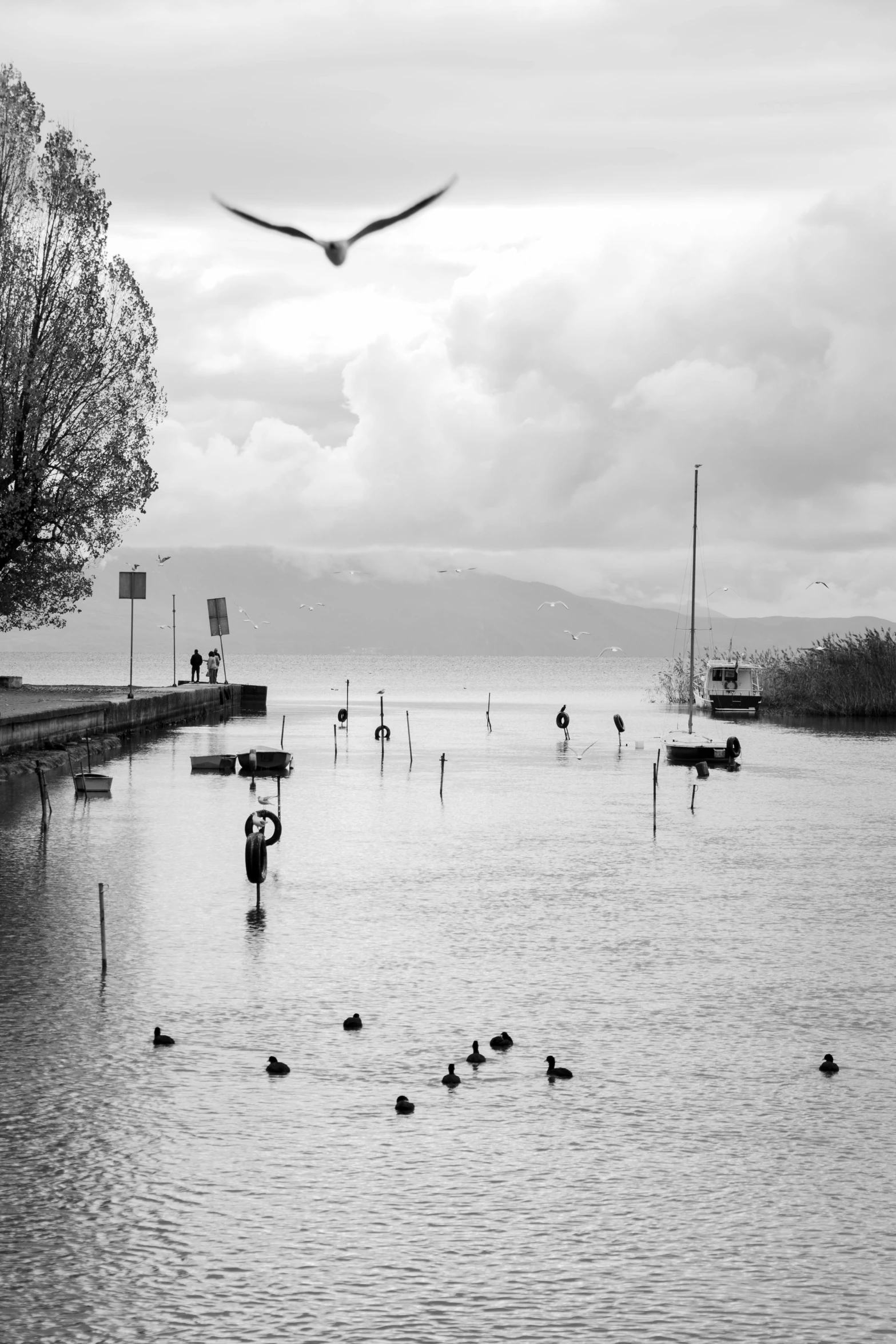 a large body of water with ducks and other birds on the water