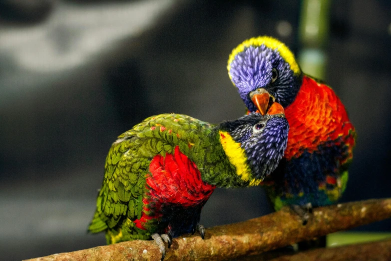 two colorful birds sitting on a nch looking at each other