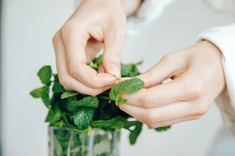 someone holds the ends of the leaves of a mint plant