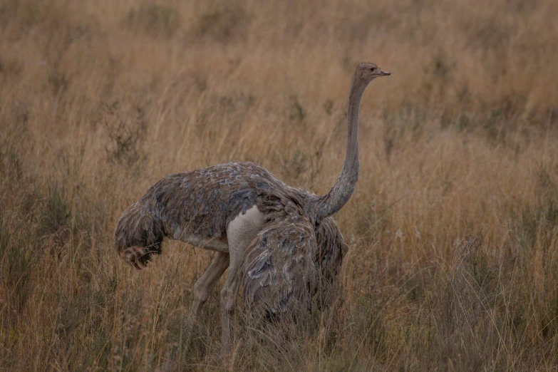 an ostrich walking through the tall grass with it's head toward the ground