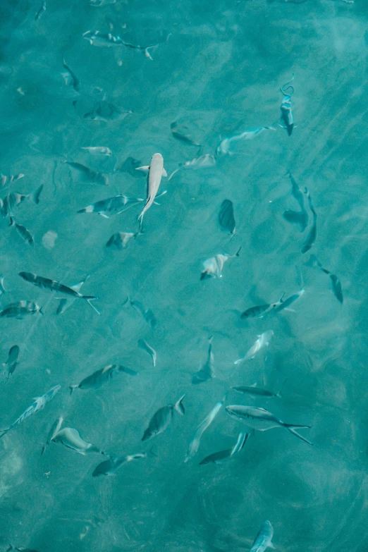 a bunch of fish that are swimming in the water