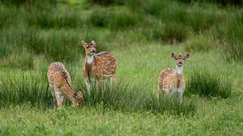 a group of fawns stand on some grass in a field