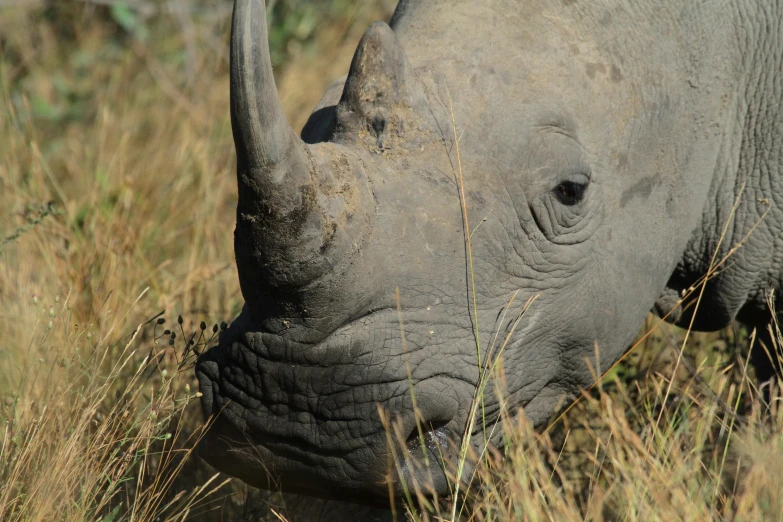 the rhino is standing in tall brown grass