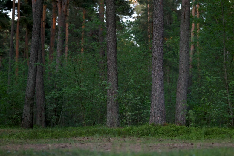 a view of a stand of pine trees and grass