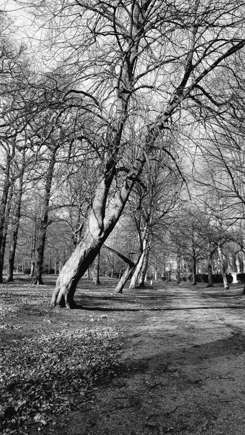 an empty grassy area with no grass or leaves