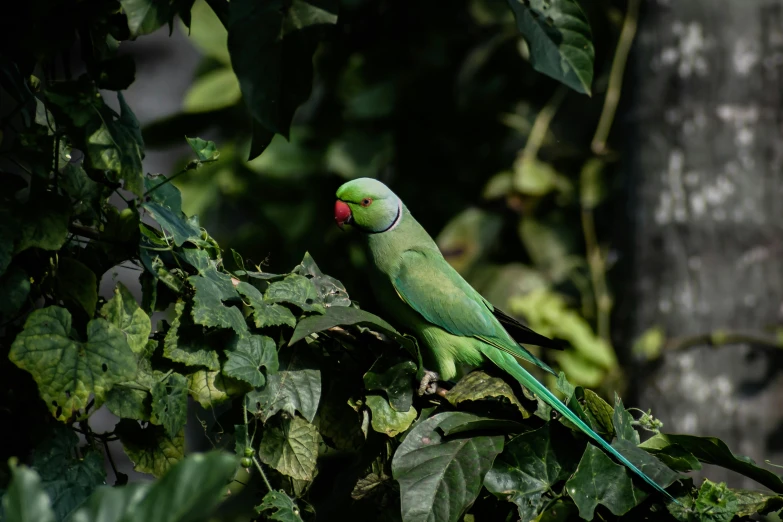 green parrot perched on the leaves of a tree