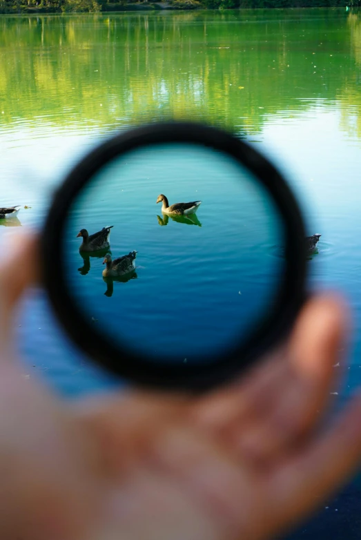 a picture of three ducks, one duckling and one duckling