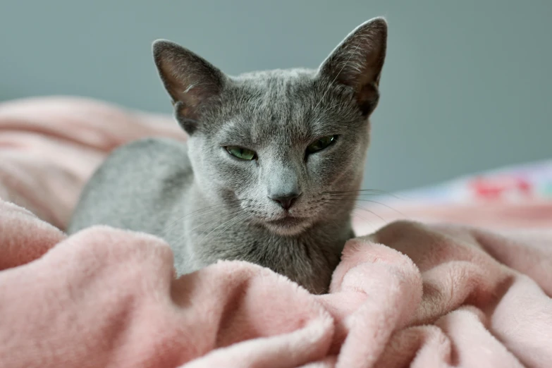 a grey cat with big green eyes sitting on a pink blanket