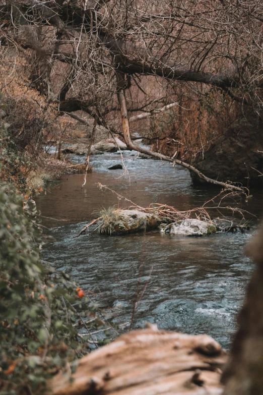 a river flowing through a lush green forest