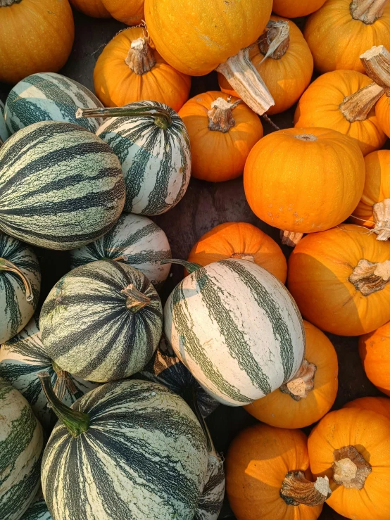 a pile of small round pumpkins sitting next to each other