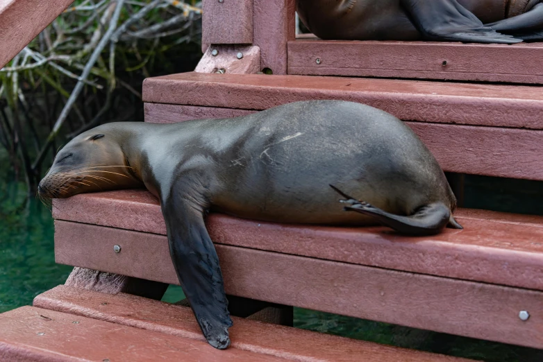 a baby seal on some red steps in the water