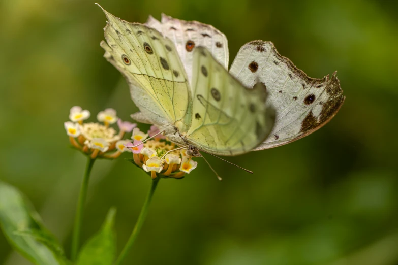 two erflies are sitting on some yellow flowers