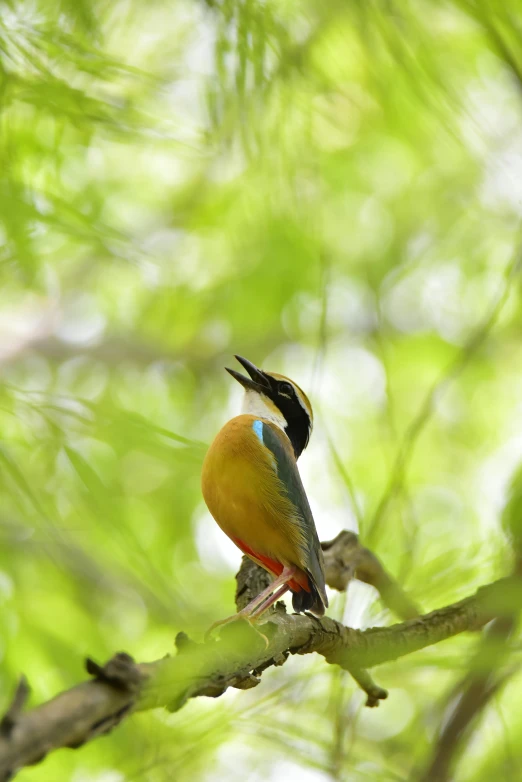 the colorful bird is perched on the nch