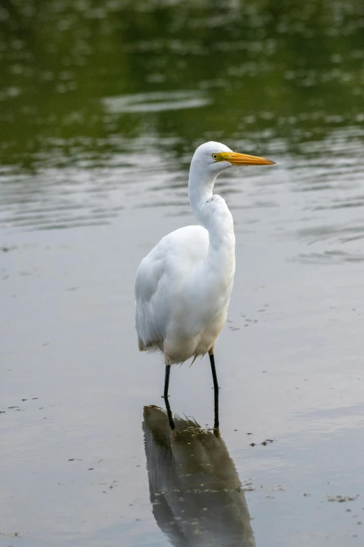 a white bird standing on top of a rock