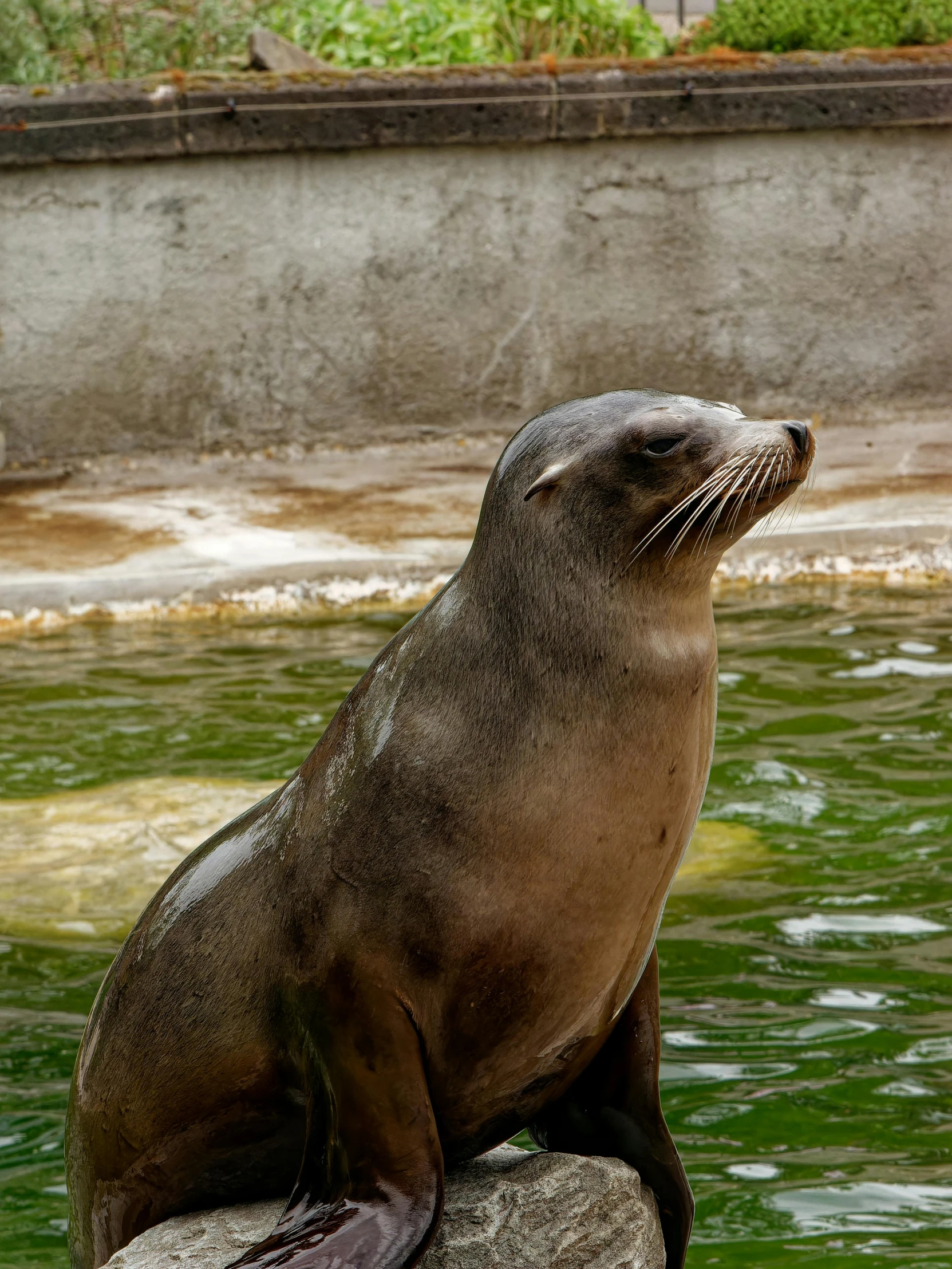 a sea lion standing on a rock in the middle of the water