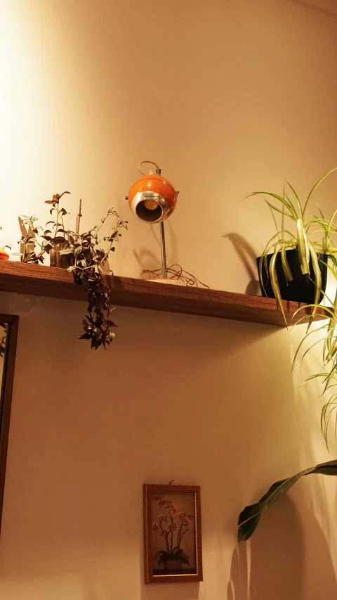 some house plants on a shelf above a table