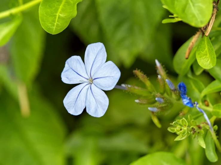 blue flower standing up next to green leaves