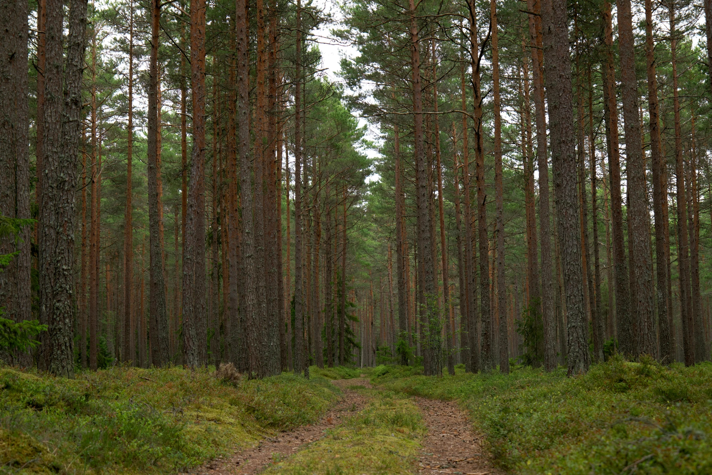 a trail splits in between a stand of trees