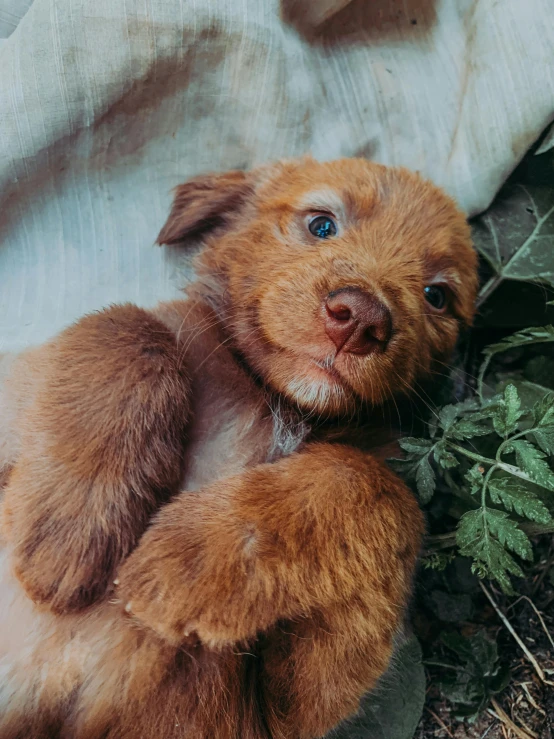 a small puppy sits in some weeds