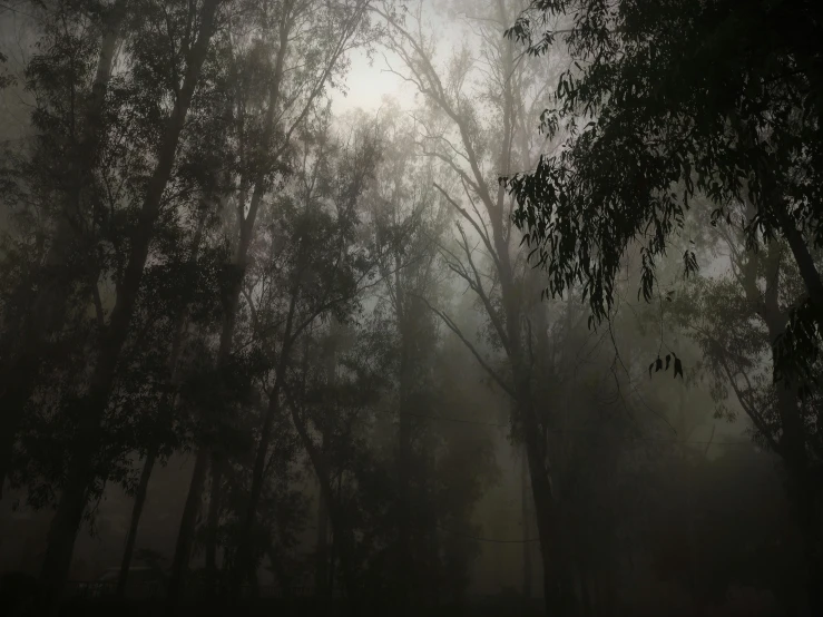 the trees in the park are thick with mist