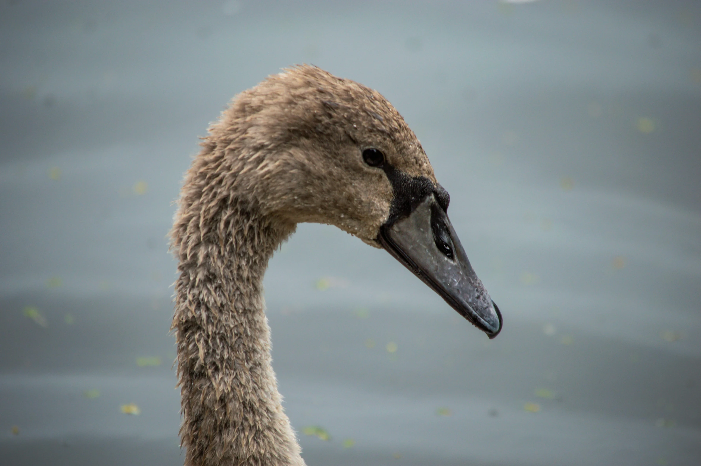 a white swan is floating on the water