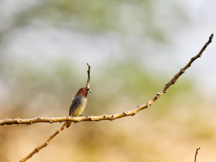 a bird sitting on top of a tree nch