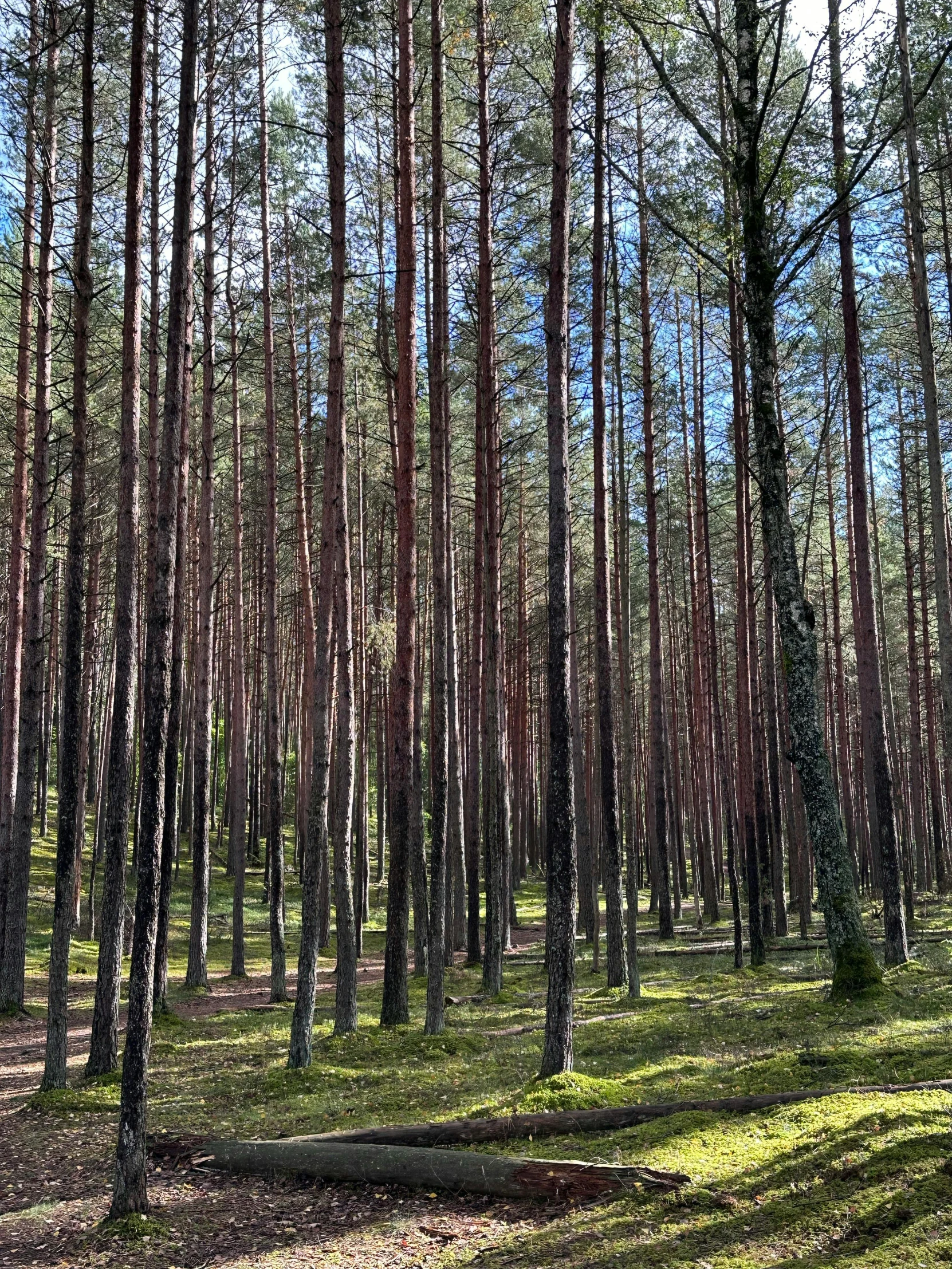 an empty area surrounded by trees in the shade