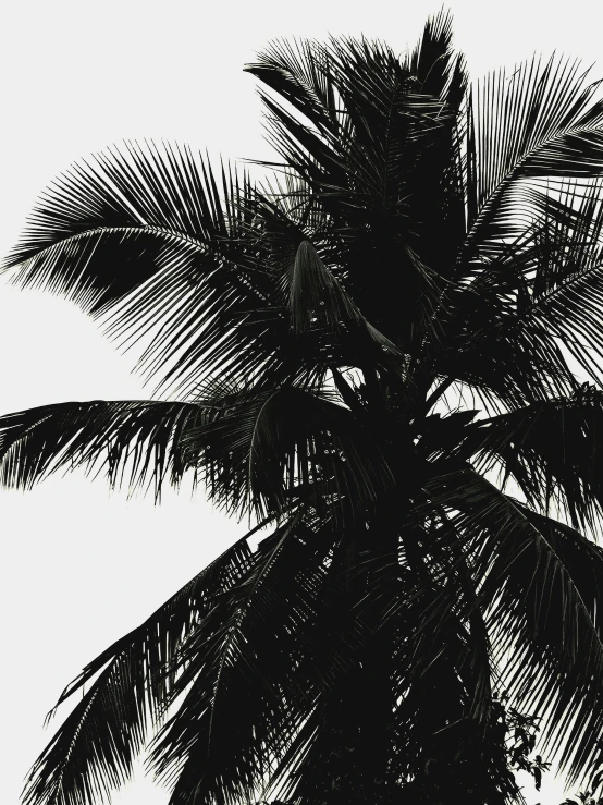 a palm tree in black and white is on a gray background