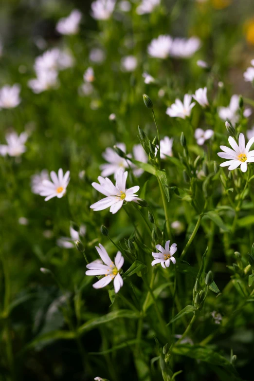 white daisies are growing in the midst of green