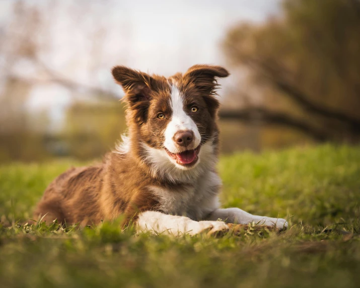 a dog lays down in the grass