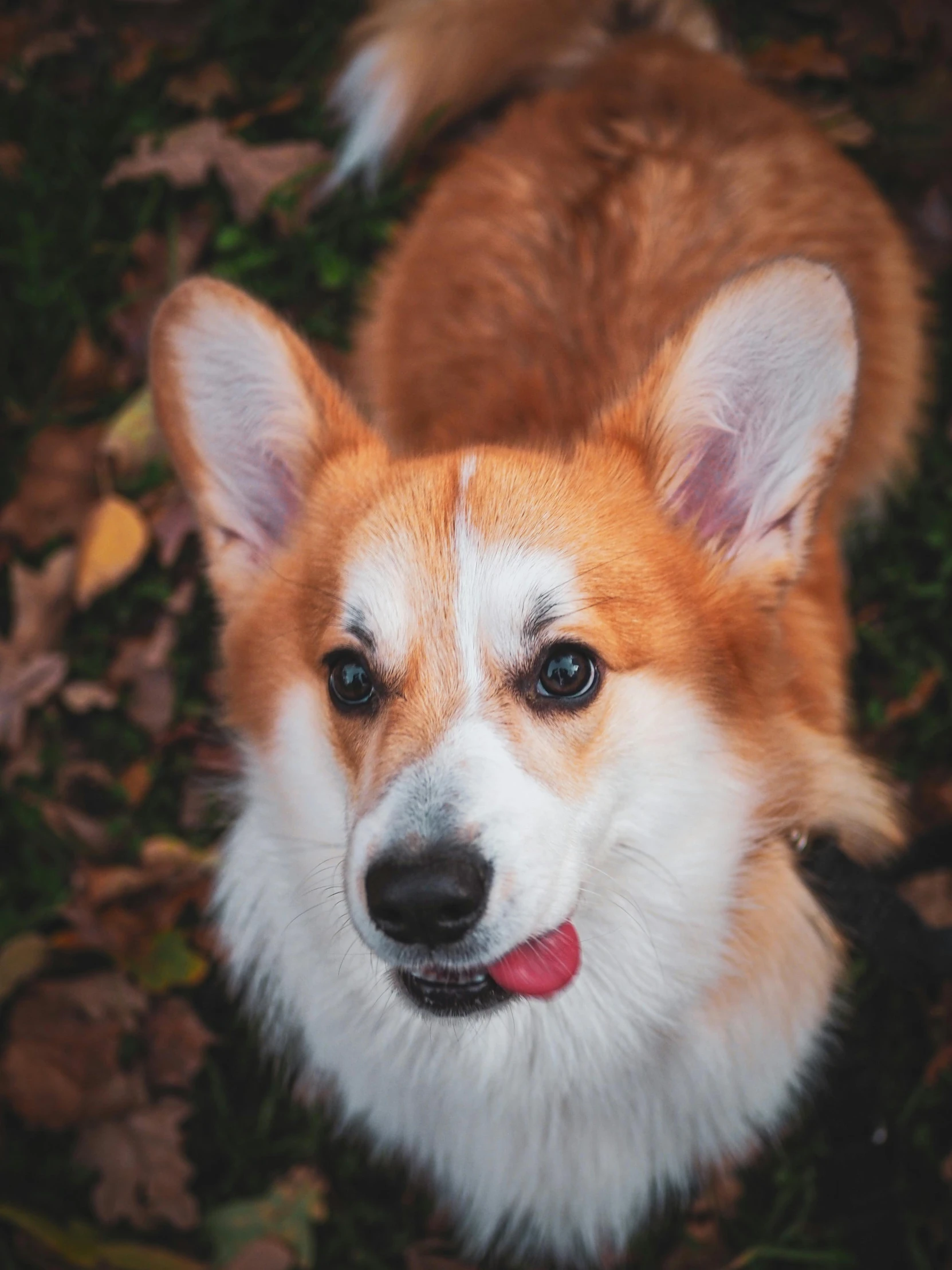 a brown and white dog with blue eyes standing in leaves