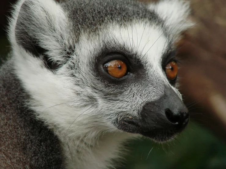 a brown - eyed lemurd with it's eyes slightly open