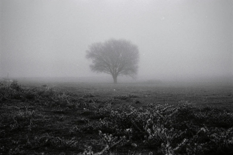 a lone tree in a foggy field