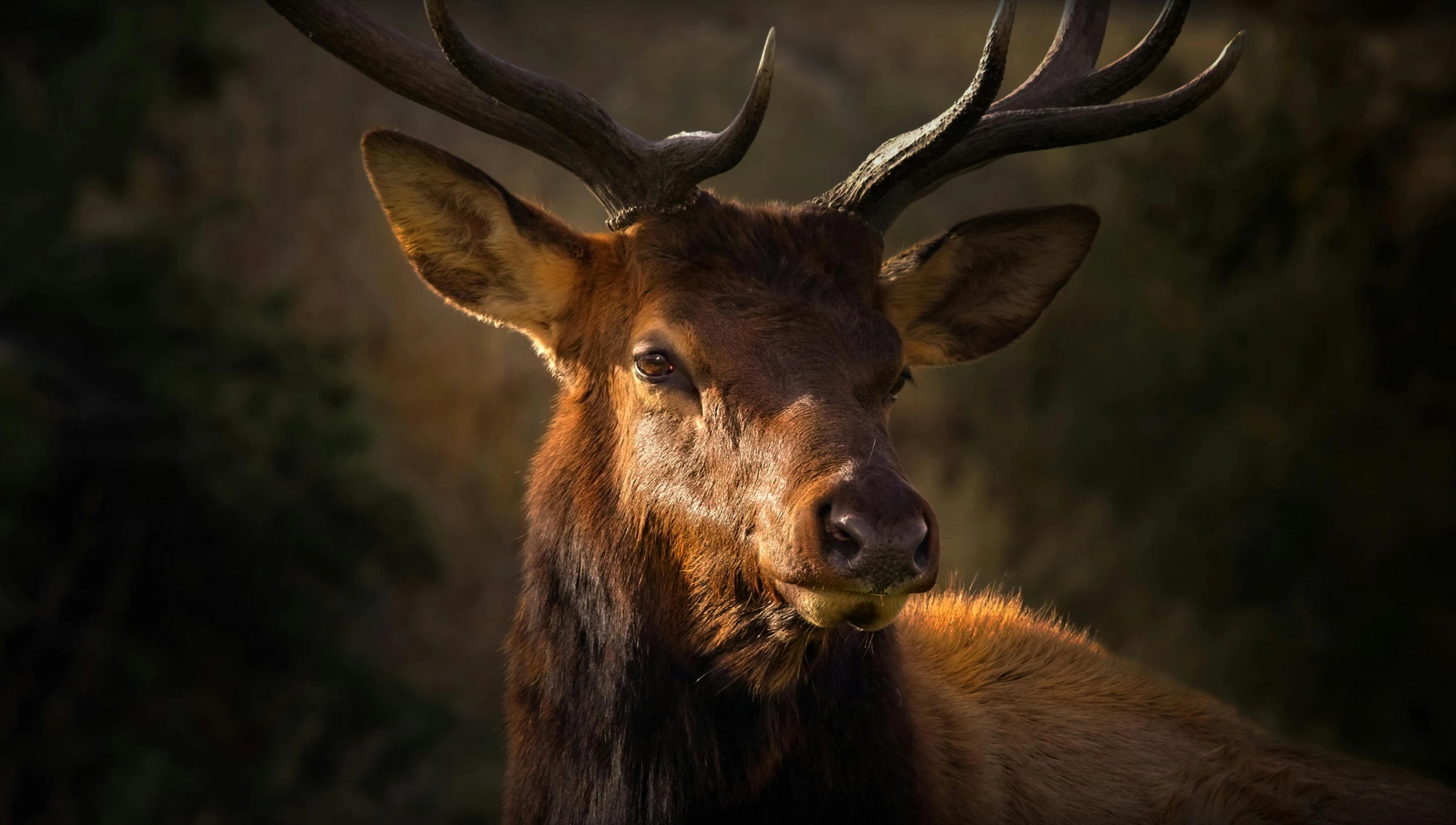 an elk with big horns on a dark background